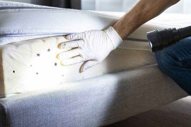 Best Mosquito Control Services  in Riverdale, UT