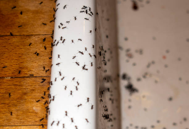 Best Pest Prevention Services  in Riverdale, UT