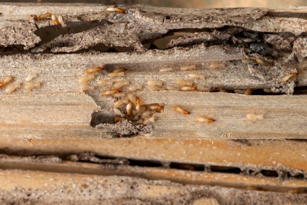 Best Wildlife Control Services  in Riverdale, UT